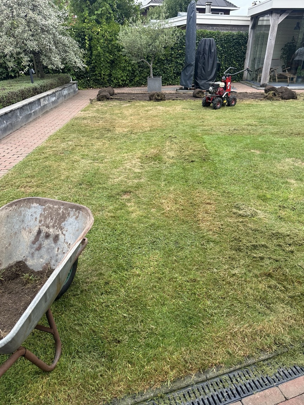 Het oude gazon met kale plekken en mos